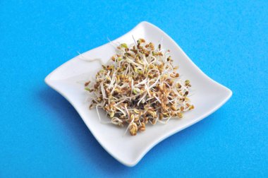 Tohum germinated alfafa plakaları.