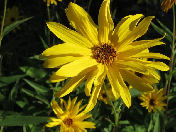 Słoneczniki Helianthus Ogrodzie — Zdjęcie stockowe