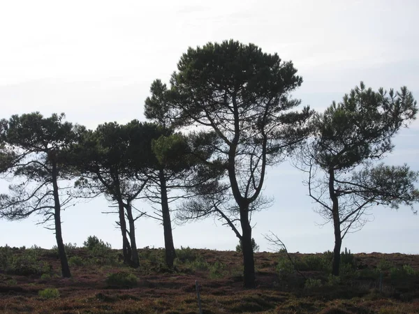 Côte Bretonne Erquy — Photo