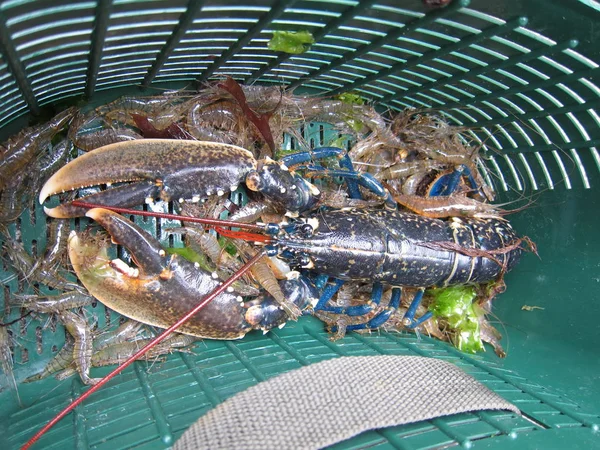 Breton Lobster Dan Udang Dalam Keranjang Memancing — Stok Foto