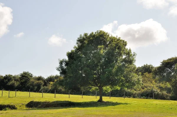 Baum Sommer Frankreich — Stockfoto