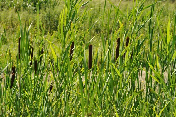 Reed Charentes Achtergrond — Stockfoto