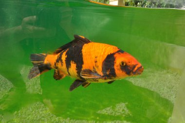 Koi sazanları gölde