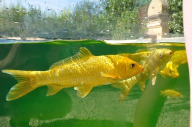 Koi sazanları gölde