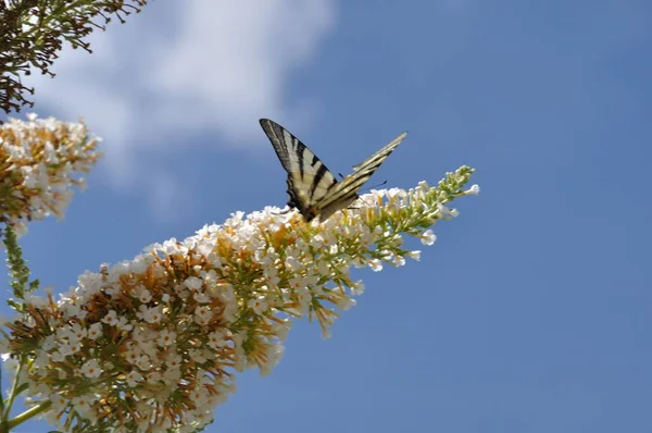 Pillangó Kanadai Tigris Neve — Stock Fotó
