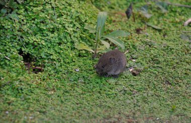 bir bahçe Voles