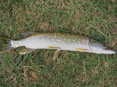  çimenlerin üzerinde dinlenme pike