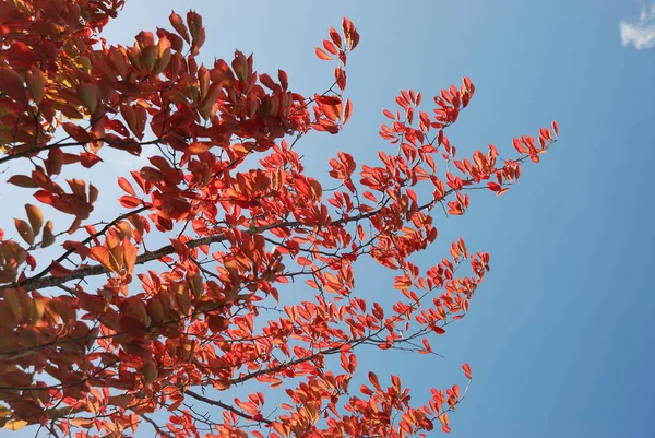 秋色の木 — ストック写真