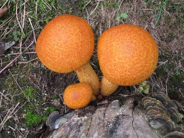 Orangenpilz — Stockfoto