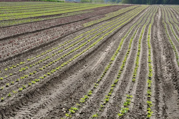 Vegetabiliska grödor i Normandie — Stockfoto