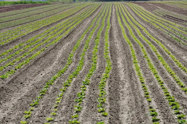 Normandiya 'da sebze mahsulleri — Stok fotoğraf