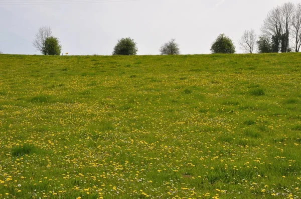 Löwenzahn auf einer Wiese — Stockfoto