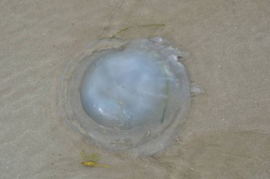 kum üzerinde denizanası