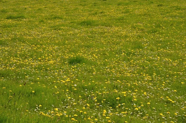 蒲公英在草地上 — 图库照片