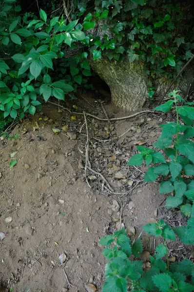 Burrow entrance of a badger — Stock Photo, Image