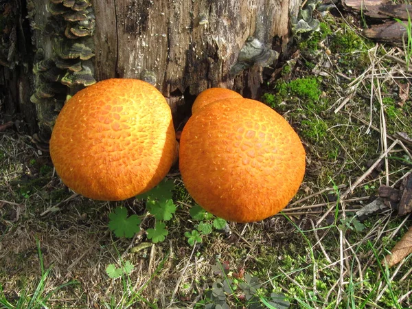 Cogumelo laranja — Fotografia de Stock