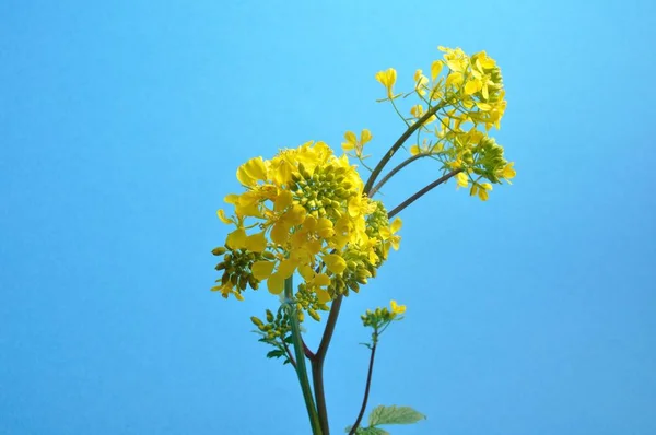 Gele mosterd bloem met blad — Stockfoto