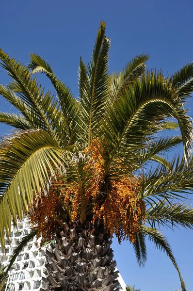 Date palm — Stock Photo, Image