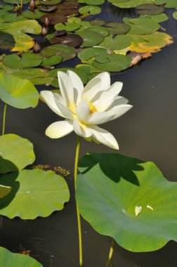 Lotus çiçekleri gölet 