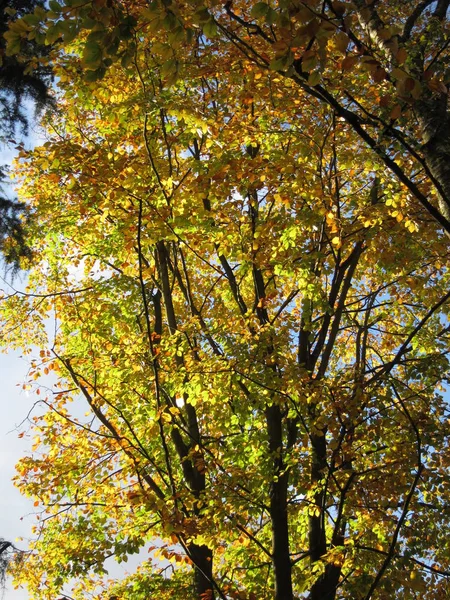 Δέντρο σε φθινοπωρινά χρώματα — Φωτογραφία Αρχείου