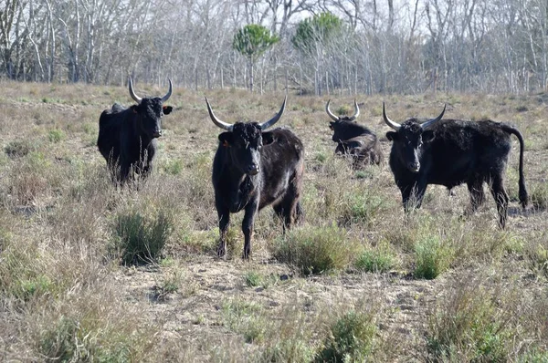 Taureaux en Camargue — Photo