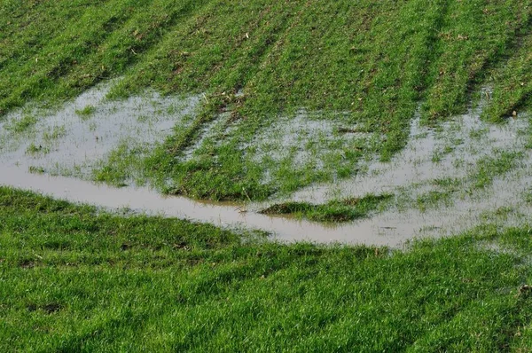 Überflutetes Feld im Winter — Stockfoto