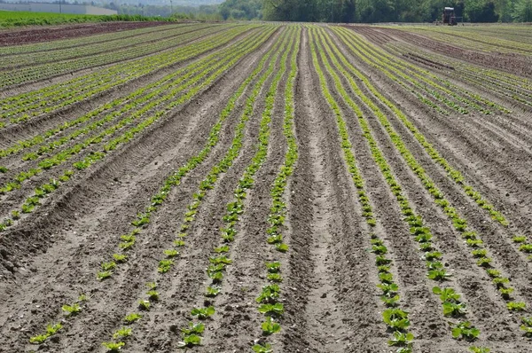 Vegetabiliska grödor i Normandie — Stockfoto