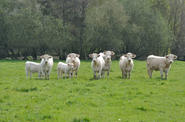 Cows in meadows — Stock Photo, Image