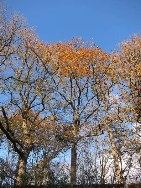 가을 색깔의 나무 — 스톡 사진