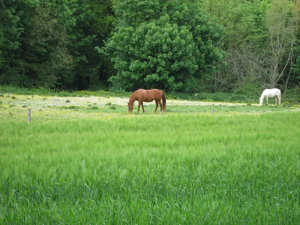 Dos caballos. — Foto de Stock