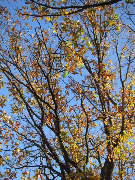 Drzewo w jesiennych kolorach — Zdjęcie stockowe