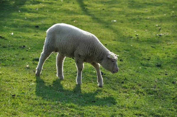 Pastoreo de ovejas — Foto de Stock