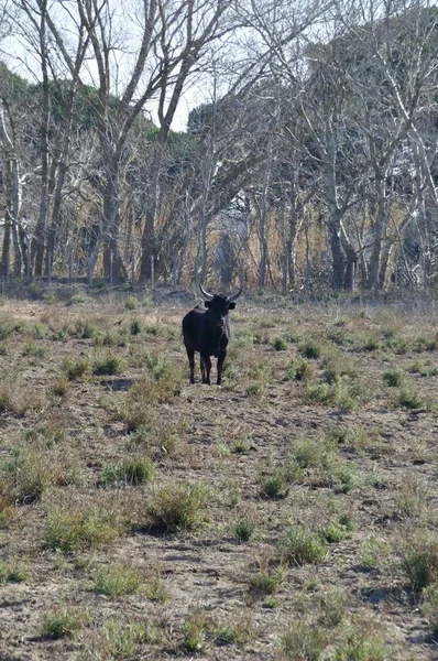 Taureaux en Camargue — Photo