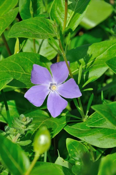 Pervinca — Foto Stock