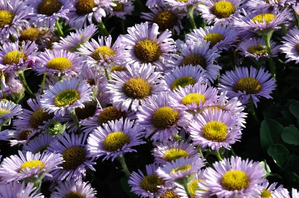 Fleabane i en trädgård i Bretagne — Stockfoto