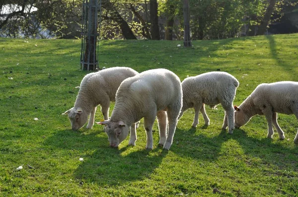 Grazende schapen — Stockfoto