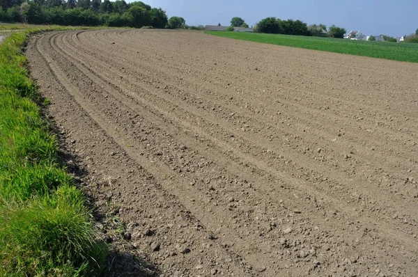 Cornfields avec de jeunes pousses — Photo