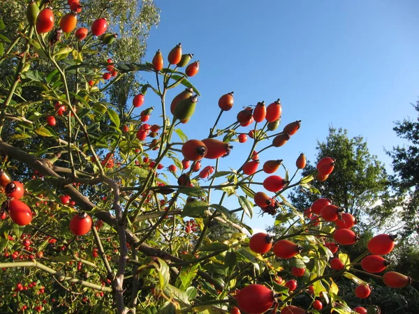 Fruit of rosebush — Stock Photo, Image