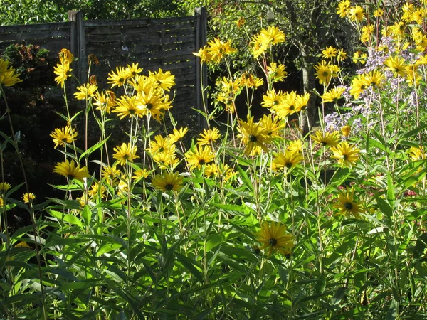 Ayçiçekleri, Helianthus — Stok fotoğraf