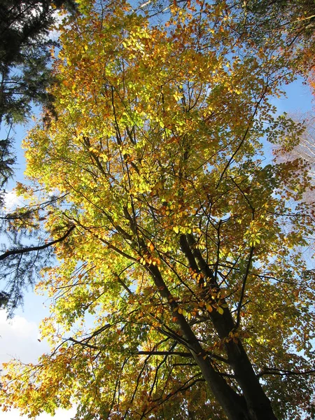 Arbre aux couleurs automnales — Photo