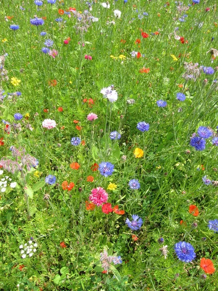 Blumenfeld in der Bretagne — Stockfoto