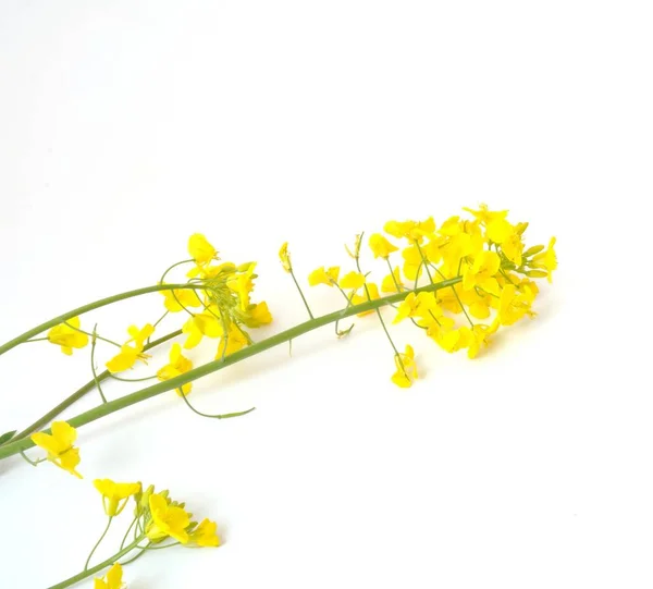 Flor de colza — Fotografia de Stock