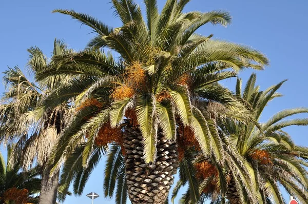 Date palm — Stock Photo, Image