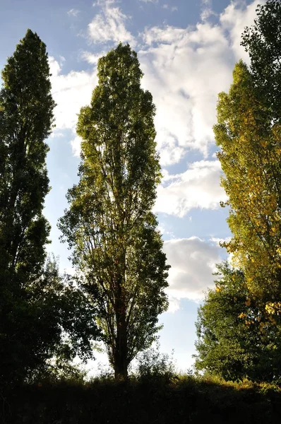 Poplar trees on a cloudy sky — Stock Photo, Image