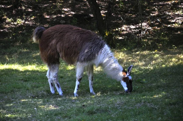 Llama in anjou — 스톡 사진