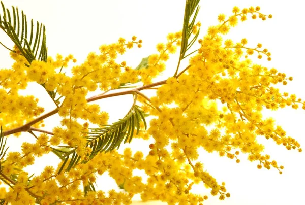 Mimosa flori — Fotografie, imagine de stoc