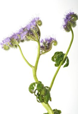 Beyaz arkaplanda Phacelia