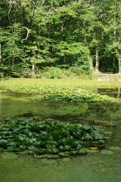 池のスイレンの花 — ストック写真