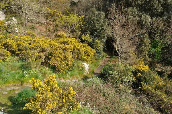 La côte bretonne à Loguivy — Photo