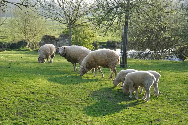 Schafe weiden — Stockfoto